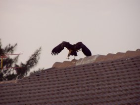 Hooded Vulture in Accra