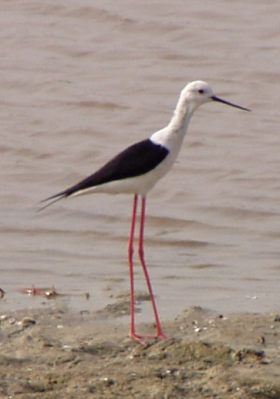 Black-winged Stilt