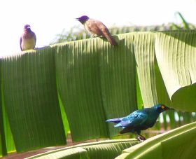 Common Bulbul, Bronye-tailed Glossy Starling